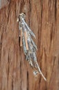 Saunders Case Moth Caterpillar (Metura Elongatus) Cocoon Attached to a tree trunk