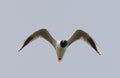 Saunders Gull, Chinese Kokmeeuw, Larus saundersi Royalty Free Stock Photo