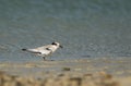 Saunders tern chick at Busaiteen coast, Bahrain
