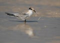 Saunders tern chick holding some material at Busaiteen coast, Bahrain