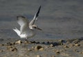 Saunders tern chick landing at Busaiteen coast, Bahrain