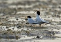 Saunders tern with fish for his mate at Busaiteen coast, Bahrain