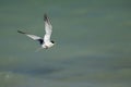 Saunders tern in flight