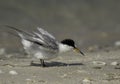 Saunders tern preening at Busaiteen coast, Bahrain