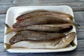 Saurida undosquamis, the brushtooth lizardfish, large-scale grinner or largescale saury, a type of lizardfish, a demersal species