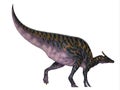 Saurolophus osborni Dinosaur Tail