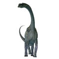 Sauroposeidon Dinosaur Front Royalty Free Stock Photo