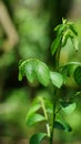 Sauropus androgynus in the garden