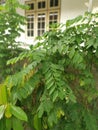 Sauropus androgynus green leafy vegetable plant.