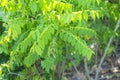 Sauropus androgynus L. Merr. or Star gooseberry tree