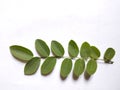 Sauropus androgynus leaves with a white background Royalty Free Stock Photo