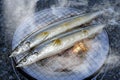 Saury Royalty Free Stock Photo