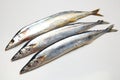 Saury Royalty Free Stock Photo