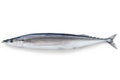 Saury