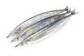 Saury fish