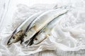 Saury fish Royalty Free Stock Photo