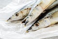 Saury fish