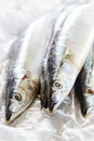 Saury fish Royalty Free Stock Photo