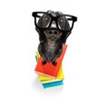Smart dog and books Royalty Free Stock Photo