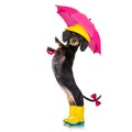 Sausage dachshund umbrella rain dog Royalty Free Stock Photo