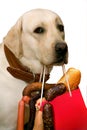 Sausage and a dog Royalty Free Stock Photo