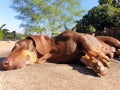 Sausage dog basking in the sun. Royalty Free Stock Photo