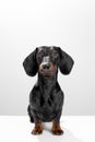 Black and tan dachshund or teckel purebred of 1 year old, sit patiently and look at the camera. Pet full body portrait Royalty Free Stock Photo