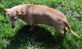 sausage dog or wiener dog Royalty Free Stock Photo