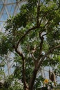 A Sausage Fruit Tree, Kigelia pinnata, growing in the Domes in Milwaukee, Wisconsin Royalty Free Stock Photo