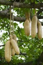 Sausage tree fruit, Royalty Free Stock Photo