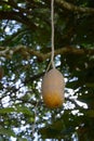Sausage tree fruit Royalty Free Stock Photo