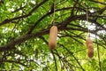 Sausage tree fruit Royalty Free Stock Photo
