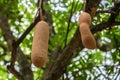 Sausage tree fruit Royalty Free Stock Photo