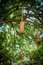 Sausage tree fruit - Kigelia africana plant. Royalty Free Stock Photo