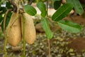 Sausage tree or Kigelia Africana with large fruit Royalty Free Stock Photo