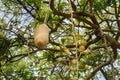 Sausage tree or Kigelia Africana with large fruit and flower Royalty Free Stock Photo