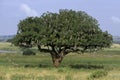 Sausage Tree, kigelia africana, Tarangire Park in Tanzania