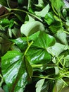 Sauteed sweet potato leaves