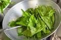 Sauteing Japanese spinach