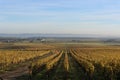 Sauternes Wineyards at Dusk