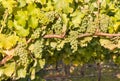 Sauvignon Blanc grapes ripening on vine in vineyard Royalty Free Stock Photo