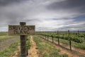 Sauvignon Blanc Grapes Vineyard Royalty Free Stock Photo
