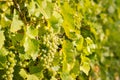 Sauvignon Blanc grapes vineyard with ripe bunches of grapes Royalty Free Stock Photo