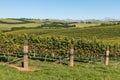 Sauvignon Blanc grapevine vineyards in Marlborough region, New Zealand Royalty Free Stock Photo