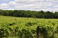 Sauvignon Blanc Orchards