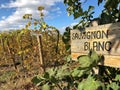 Sauvignon blanc sign in a vineyard