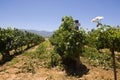 Sauvignon blanc vineyard Royalty Free Stock Photo