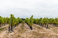 Sauvignon blanc vineyard against cloudy sky in Re ISland Royalty Free Stock Photo