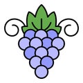 Sauvignon grape icon color outline vector