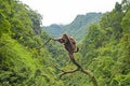 Savage Monkey on tree, Wildlife, Mount Emei, China 1 Royalty Free Stock Photo
